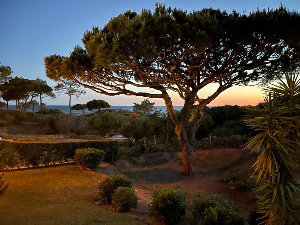Da Falésia Alfa Mar Albufeira Hébergement de vacances